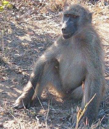 baboon.jpg