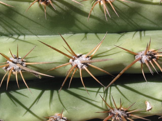 cactusdetail.jpg