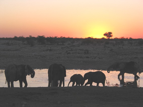 elephanherdwaterhole.jpg