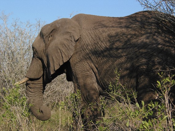 elephantsideview.jpg