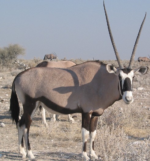 gemsbok.jpg