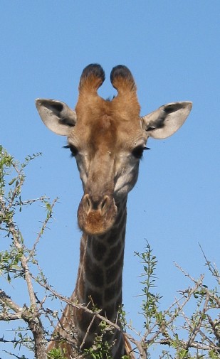 giraffe2.jpg