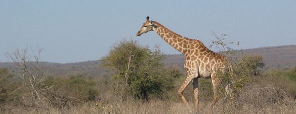 giraffewide.jpg