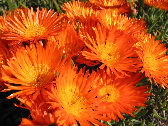 orangeflowers.jpg