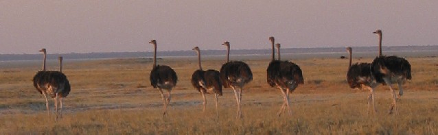 ostriches.jpg