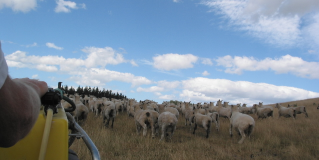 sheepherding1.jpg