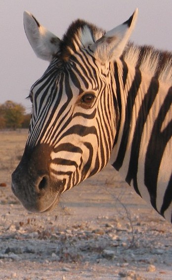 zebrastaringcloseup.jpg